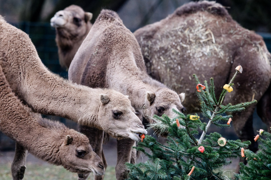 Βίντεο: Ελέφαντες τρώνε τα χριστουγεννιάτικα δέντρα σε ζωολογικό κήπο